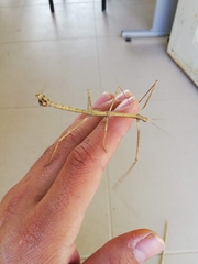 Libethra