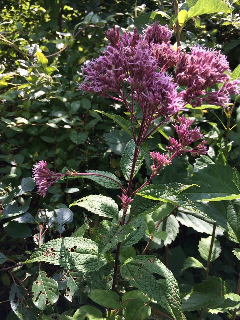 Eutrochium dubium, Broad Channel, Queens, NY, USA