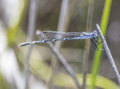 Austrolestes minjerriba