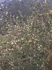 Ceanothus megacarpus megacarpus