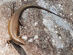Eutropis multifasciata