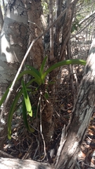 Angraecum praestans image