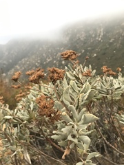 Eriodictyon traskiae smithii