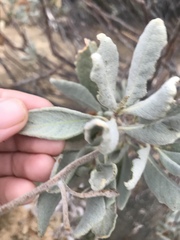 Eriodictyon traskiae smithii