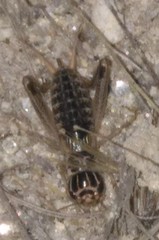 Eugryllodes escalerae