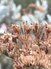 Eriodictyon traskiae smithii