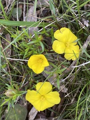 Hibbertia procumbens