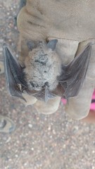 Myotis dinellii