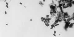 Xylaria longiana