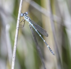 Austrolestes minjerriba