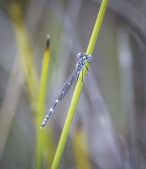 Austrolestes minjerriba