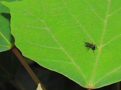Stictoponera bicolor