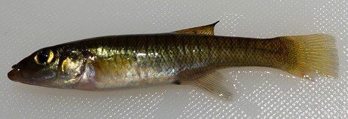 Seminole killifish (Fundulus seminolis) — Fundulidae — 3