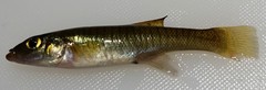Fundulus seminolis