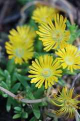 Delosperma echinatum