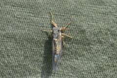 Yoyetta landsboroughi