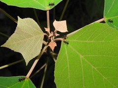 Stictoponera bicolor