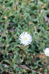 Delosperma litorale