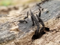Xylaria longiana