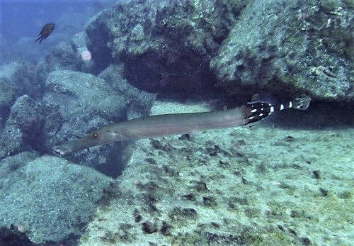 Eastern Atlantic Trumpetfish