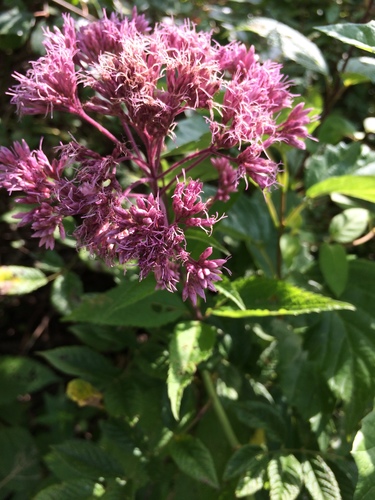 Eutrochium dubium