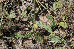 Opuntia fusco-atra