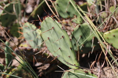 Opuntia fusco-atra