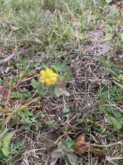 Trifolium campestre