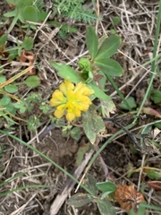 Trifolium campestre