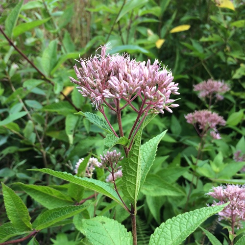 Eutrochium dubium