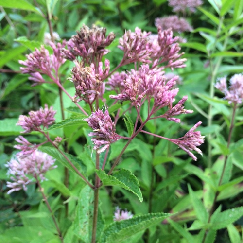 Eutrochium dubium