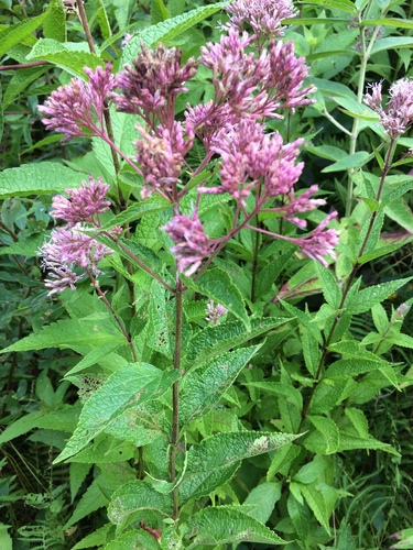 Eutrochium dubium