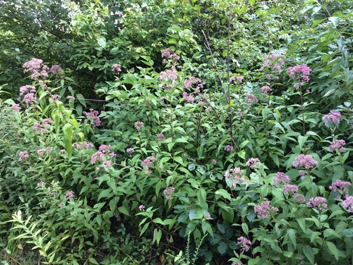 Eutrochium dubium