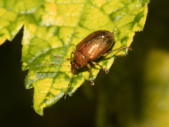Eumolpinae