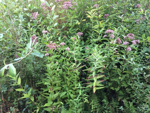 Eutrochium dubium