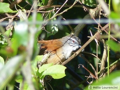 Pheugopedius genibarbis