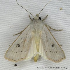 Agrotis vetusta
