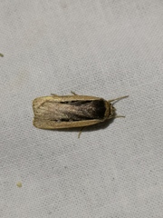 Ochropleura leucogaster