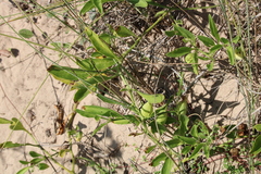 Physalis cinerascens spathulifolia