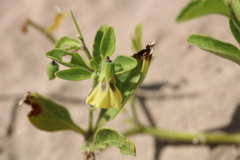 Physalis cinerascens spathulifolia