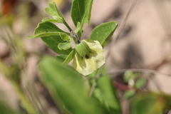 Physalis cinerascens spathulifolia