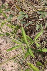 Physalis cinerascens spathulifolia