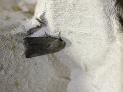 Caradrina flavirena