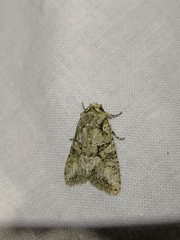 Dryobotodes monochroma