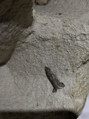 Acrobasis bithynella