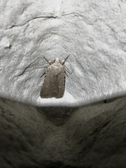 Caradrina flavirena