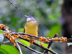 Yellow-Bellied Bulbul photo 3