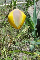 Calochortus balsensis