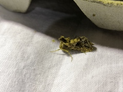 Ctenoplusia accentifera