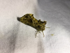 Ctenoplusia accentifera